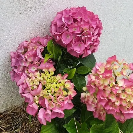 El Rincon De Gabriela * Suances