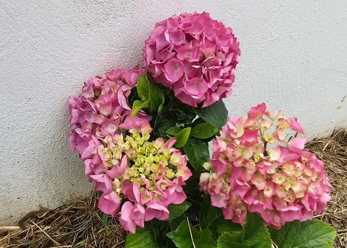 El Rincon De Gabriela * Suances